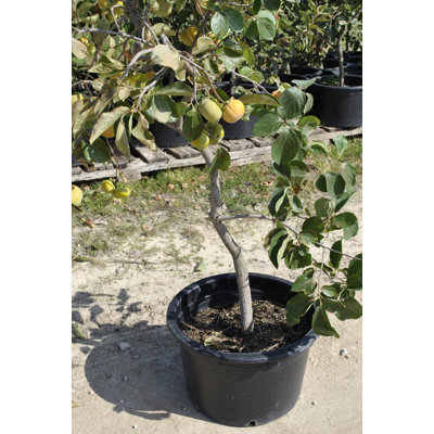 Persimmon Tree - Live Tree in a 3 Gallon Pot - Diospyros Virginiana - Delicious Fruit Tree for Your Edible Garden