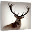 Cerf Crowle-109399963