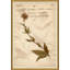 Herbarium 6 Painting by Soicher Marin Archives