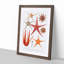 Selection of Starfish by Albert I - Picture Frame Painting Print-55619076-55619080
