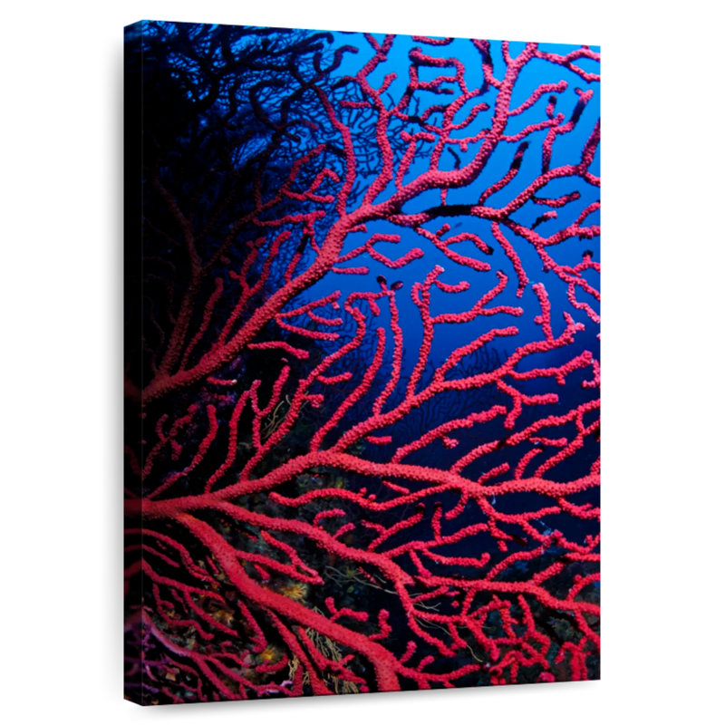 Brampt Violescent Sea Whip, 39" H x 26" W