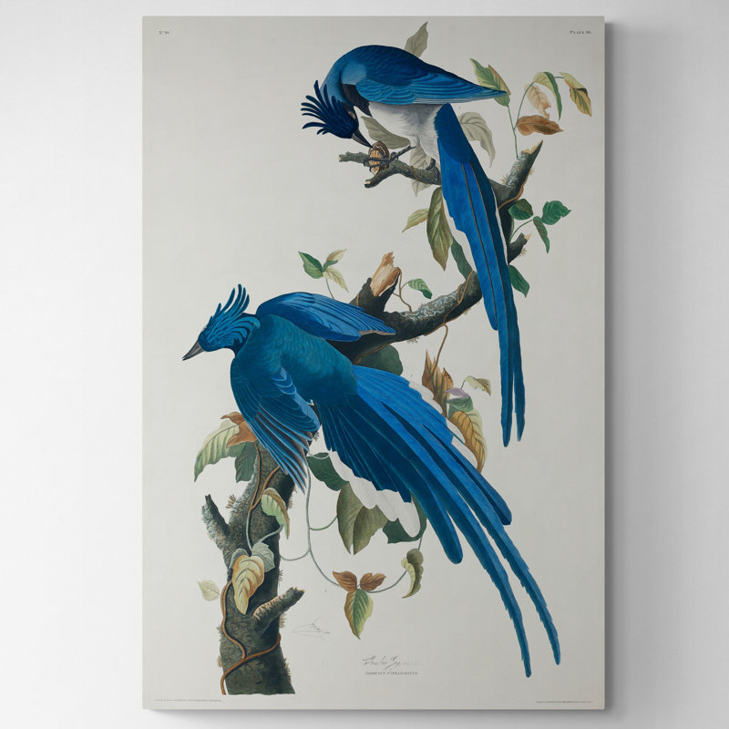 Fyre Columbia Jay Birds by John Audubon - Wrapped Canvas Print, 117cm H x 81cm W