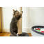 Newman Scratching Post