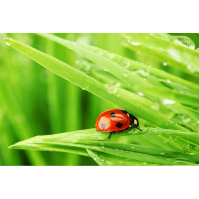 Coccinelle Orovada d'Ivanmikhaylov