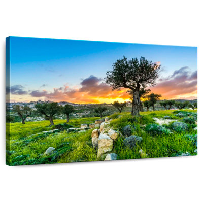 Olive Trees At Sunset