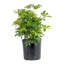 Schefflera Capella in Nursery Pot