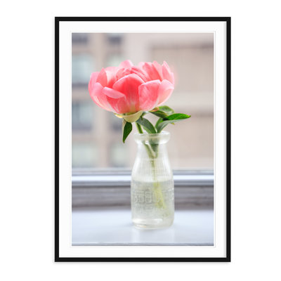 Perfect Peony - Picture Frame Photograph on Paper