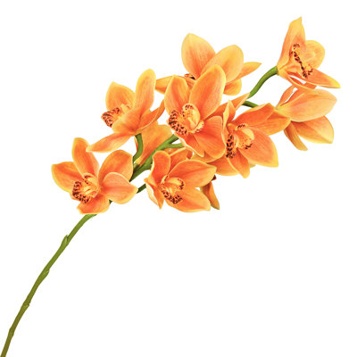 Tige d'orchidée Cymbidium