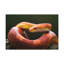 Wall Art on Canvas-1349080608