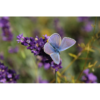 Papillon bleu Ciarna
