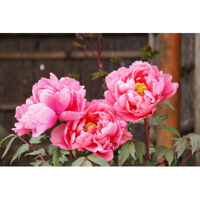 " Peony Flower Blooming "