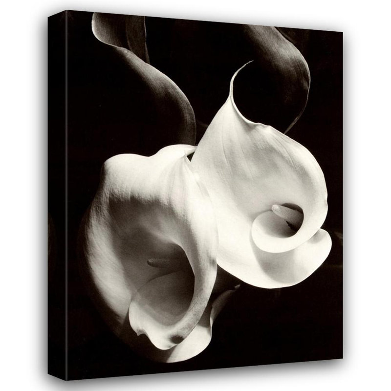 Two Callas, 18" H x 13" W