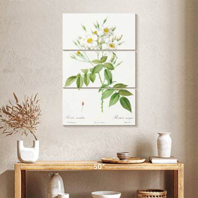 Harnek musc rose Rosa moschata des roses