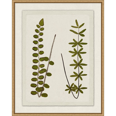 Plant Presses 4 Print by Lillian August