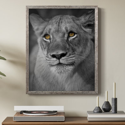 Lioness Portrait Framed Print - Solid Wood