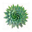 «Succulent Cut Out 09» par Cora Niele - photographie sur toile tendue-709010262