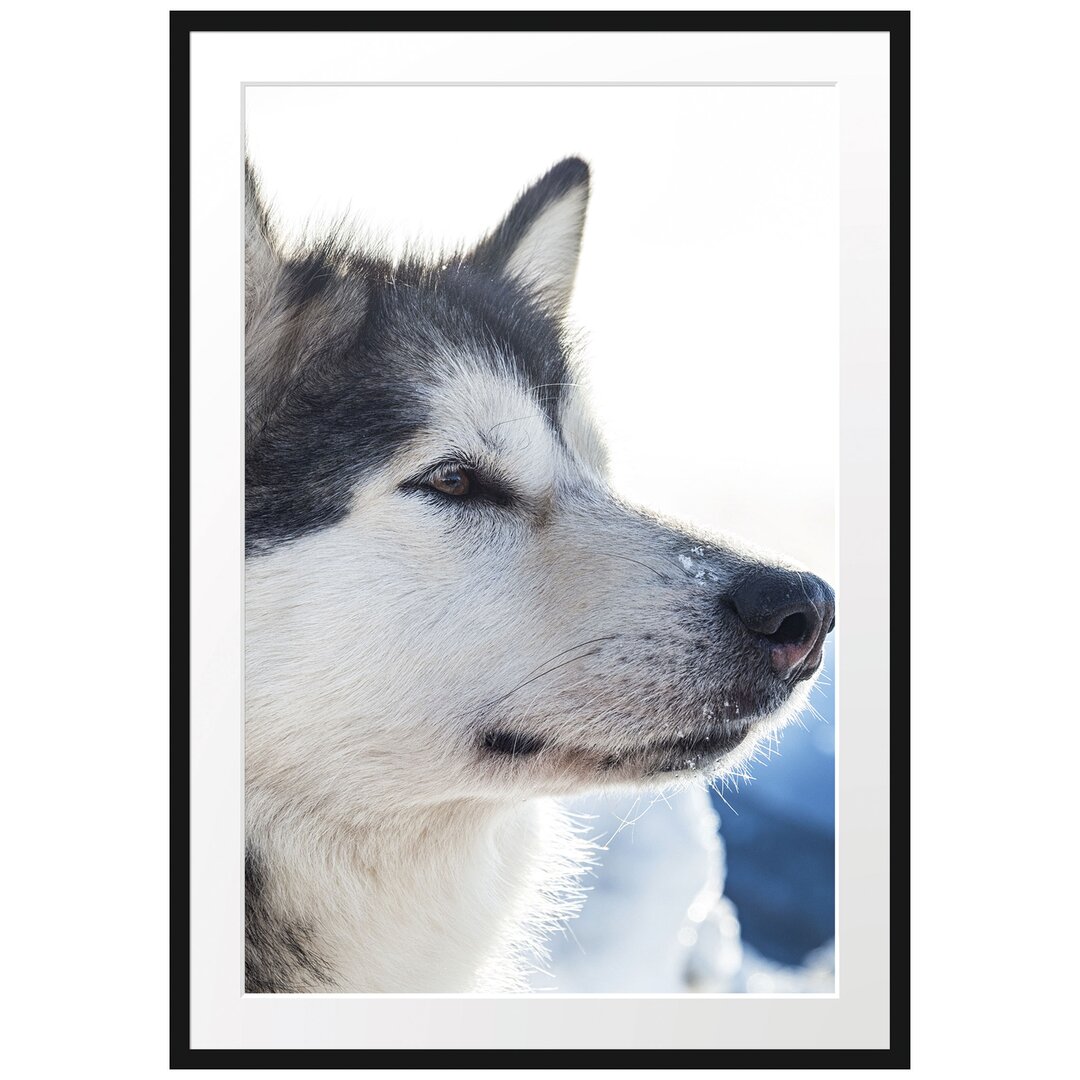 Gerahmtes Poster Husky im Schnee