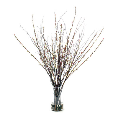 Branche bouleau saule willow