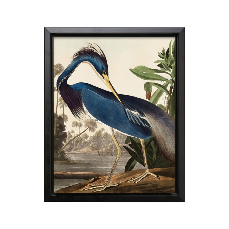 John Audubon - héron de Louisiane, Cadre noir, Canevas, H 12 po x l 16 po