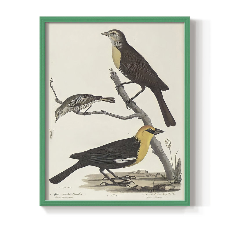 Vintage Animal Print XVIII Framed Print - Solid Wood, H 11 po x l 9 po, Vert