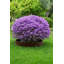 Panneaux de bordure de bordure de jardin à oreilles de chien en grain de bois l 17 po x H 7 po, clôture de jardin décorative-129470063-129934135
