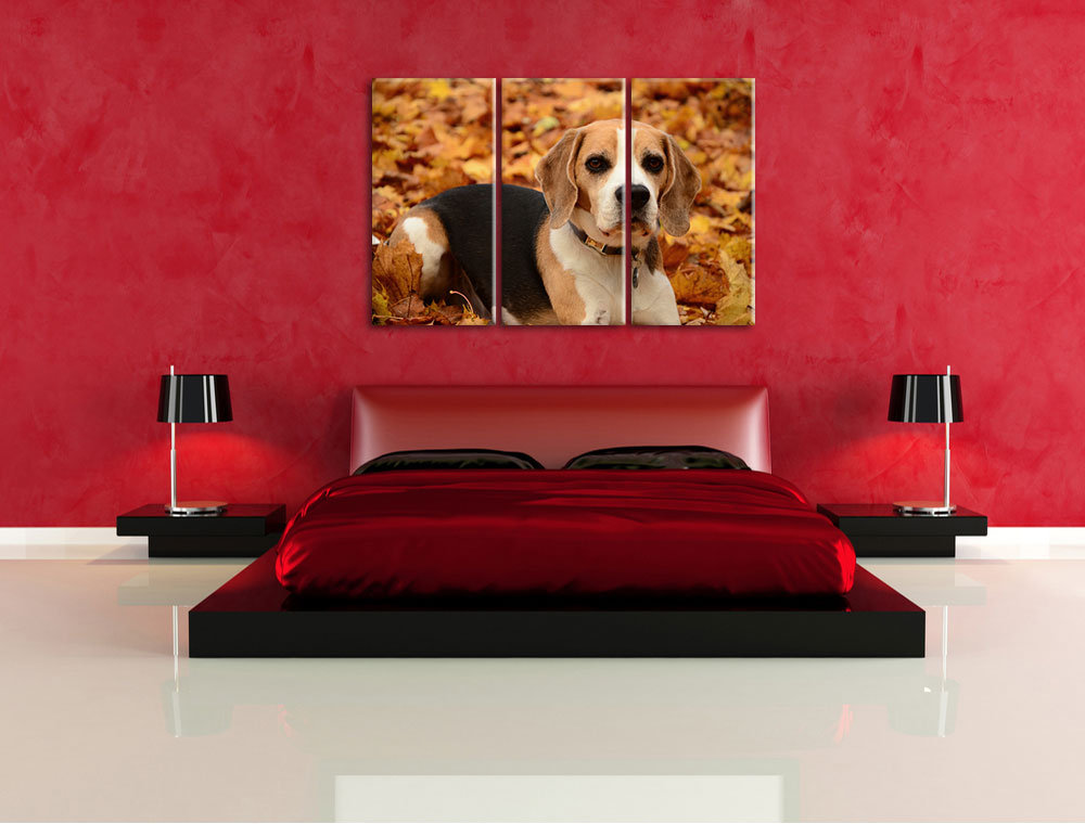 3-tlg. Leinwandbilder-Set „Kleiner Beagle im Laub“, Fotodruck