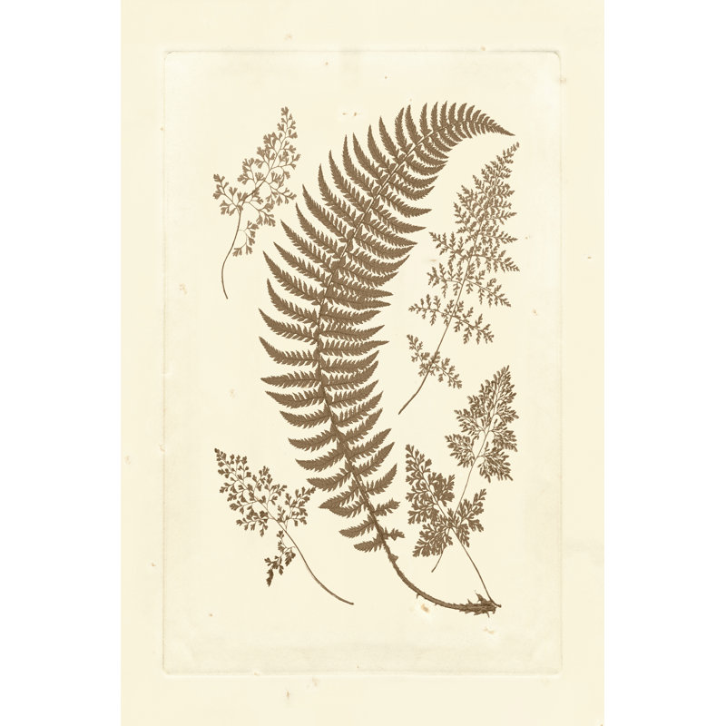Sepia Ferns IV - Wrapped Canvas Print, 46cm H x 30cm W