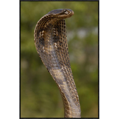 " Spectacled Cobra With Hood Flared "