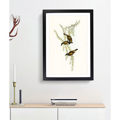 White-Throated Honeyeaters by Elizabeth Gould - Framed Print