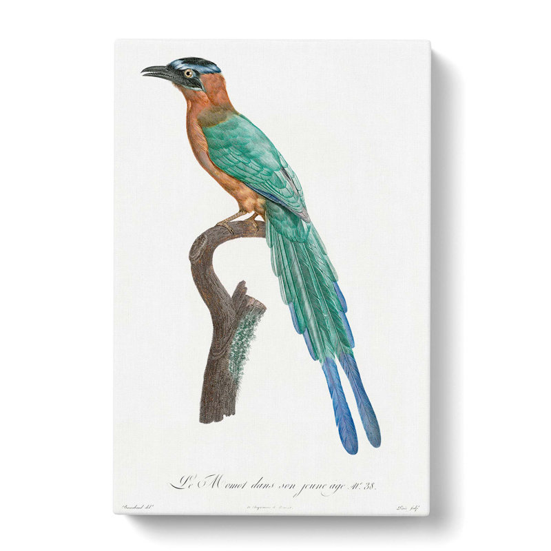 Motmot Bird by Jacques Barraband - Wrapped Canvas Painting, 76cm H x 50cm W x 3cm D