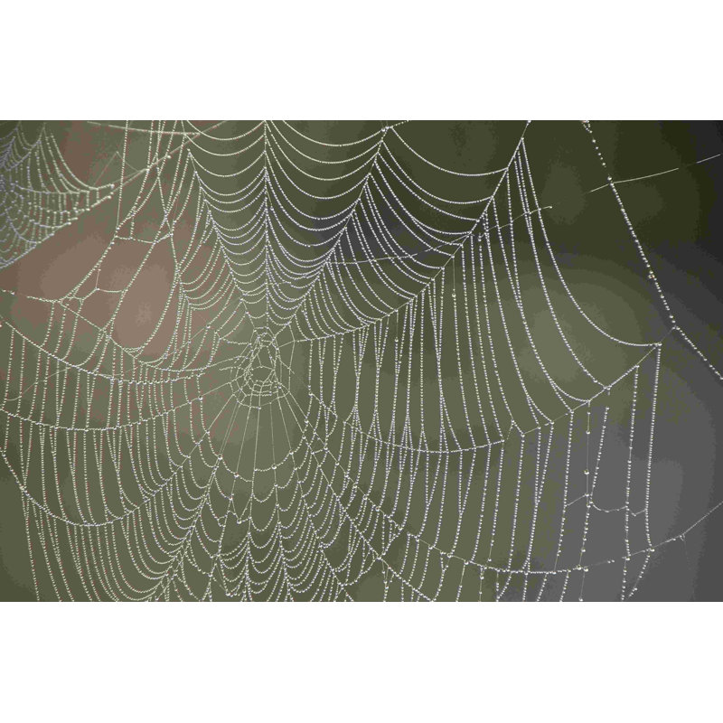 Dewey Spider Web 3 - Photographie sur toile tendue, H 8 po x l 12 po