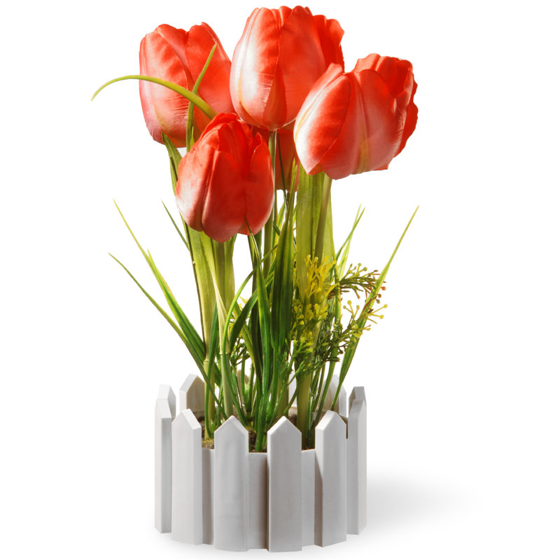 Tulipes rouges en pot 11 po Primrue