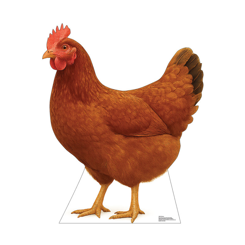 Poulet