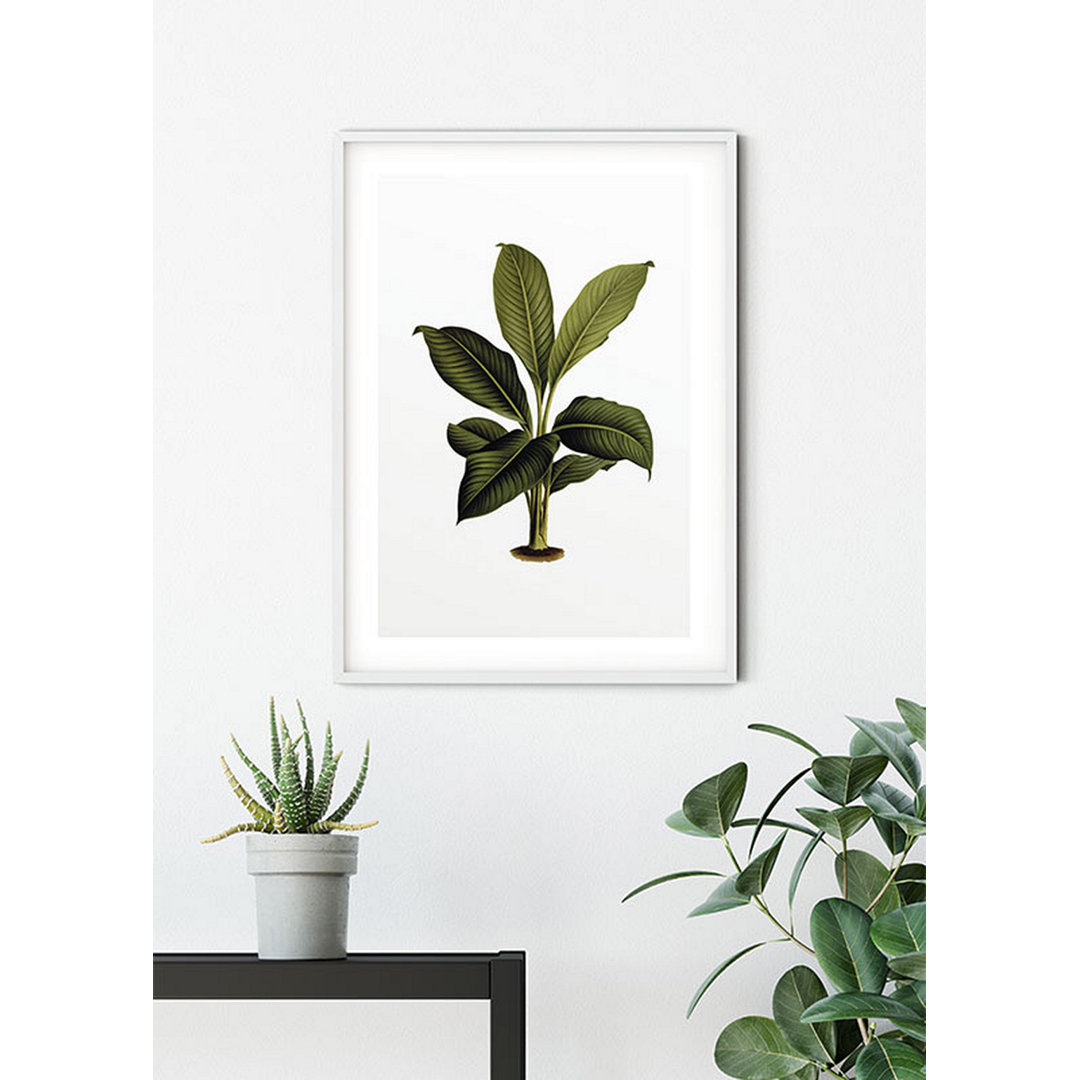 Poster Rubber Plant Leaf