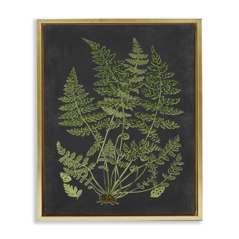 Scientific Botanical Fern Drawing, Metallic Gold Floater Frame, 17" H x 21" W