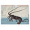 Crevettes et homard par Andô Hiroshige - Impression giclée