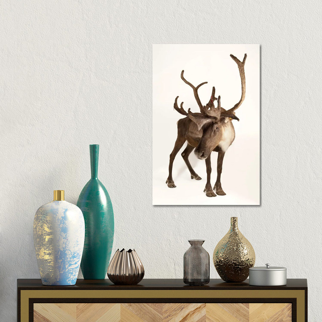 A Federally Endangered Woodland Caribou At New York State Zoo II von Joel Sartore - Gallery-Wrapped Canvas Giclée