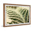Cactus Thorns 1 Piece Single Picture Frame Painting-467426406