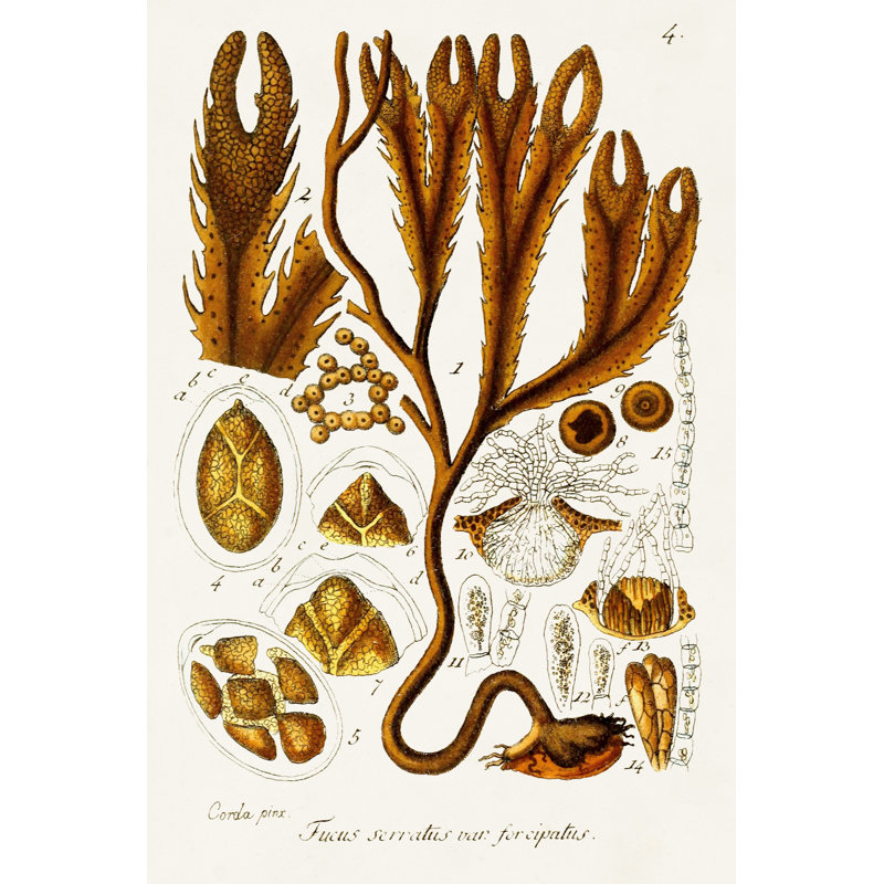 Seaweed Illustration I - Wrapped Canvas Art Print, 46cm H x 30cm W x 3.8cm D