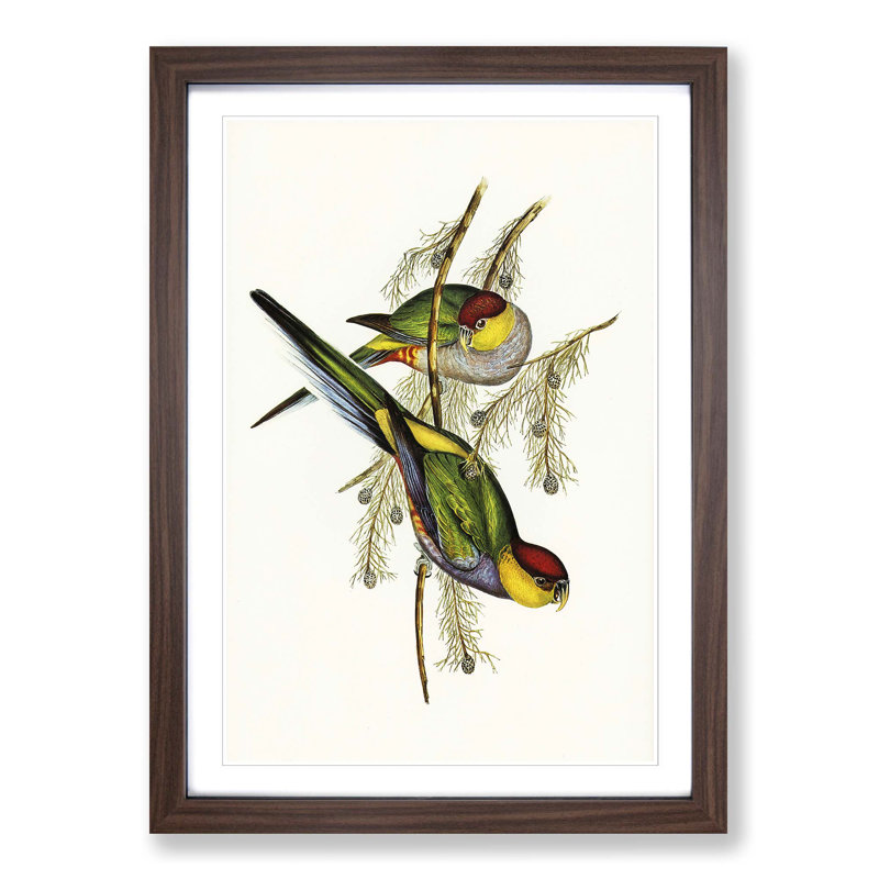 Red-Capped Parakeets by Elizabeth Gould - Picture Frame Painting Print, Walnut Framed, 48cm H x 36cm W x 2cm D
