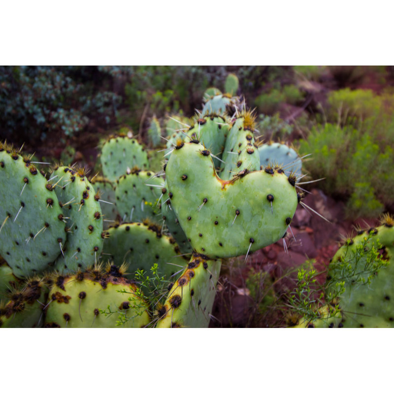 Ejler Heart Cacti by Bradmire - Wrapped Canvas Print, 81cm H x 122cm W x 3.8cm D