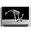 Black and White Photographic - Wrapped Canvas-19090909