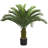 Panama 48" Cycas Palm Tree in Pot
