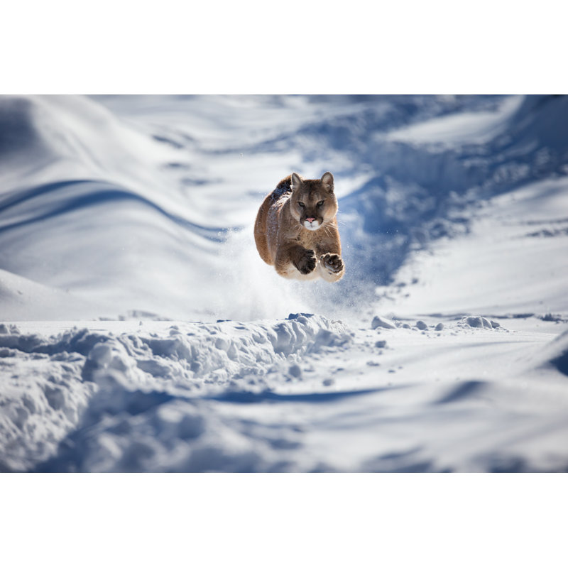Mountain Lion In Chase by Jimkruger - Wrapped Canvas Print, 81cm H x 122cm W x 3.8cm D