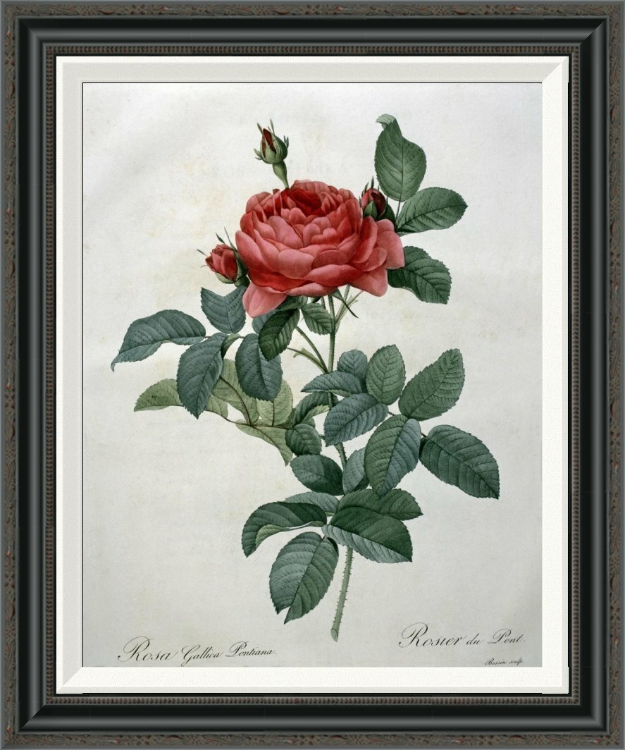 枚数限定 Pierre-Joseph Redout、The Roses62 | www.oitachuorc.com