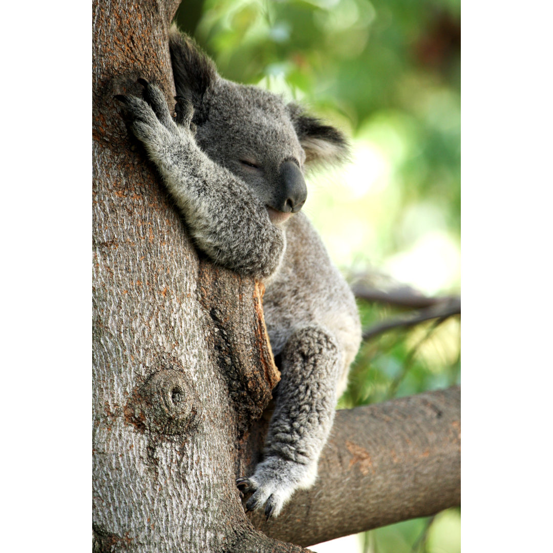Koala Bear by Sswartz - Wrapped Canvas Photograph