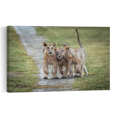 Playful Lion Cubs Playful Contemporary Cat Lion Nature Wildlife Wall Art Print by Jeffrey C. Sink - 1 Piece Wrapped Canvas Wall Art