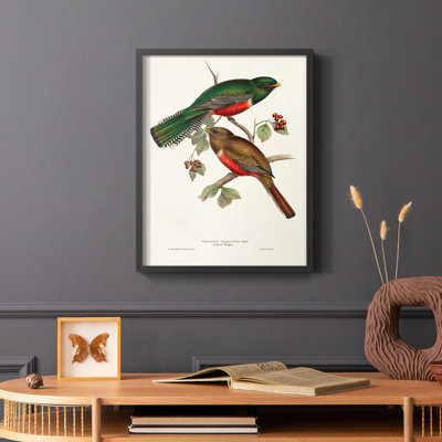 Elegant Trogons VI Framed Print - Solid Wood