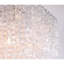 Lustre Venetian Light-91293293-91293308-130855288