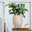 Concrete Effect Planter on Hardwood Legs, Round Indoor Plant Pot Stand for Indoor Plants, Indoor Flower Pot with Plaited Pattern-753632942-753632931